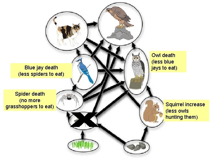 Blue jay death (less spiders to eat) Spider death (no more grasshoppers to eat)