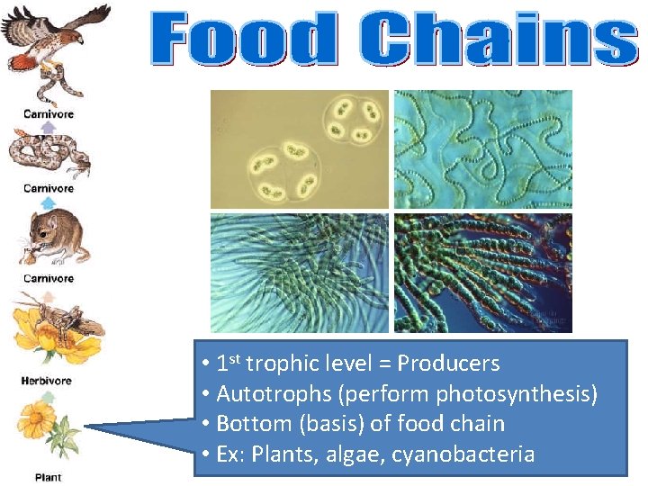  • 1 st trophic level = Producers • Autotrophs (perform photosynthesis) • Bottom