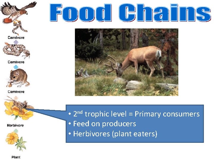  • 2 nd trophic level = Primary consumers • Feed on producers •