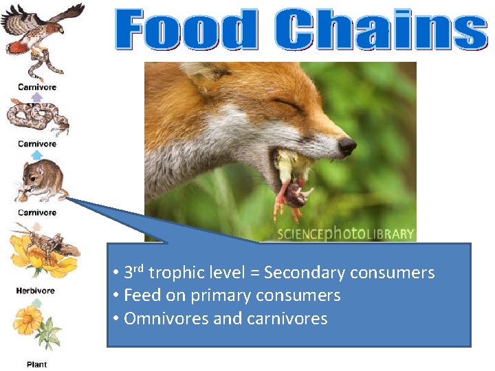  • 3 rd trophic level = Secondary consumers • Feed on primary consumers
