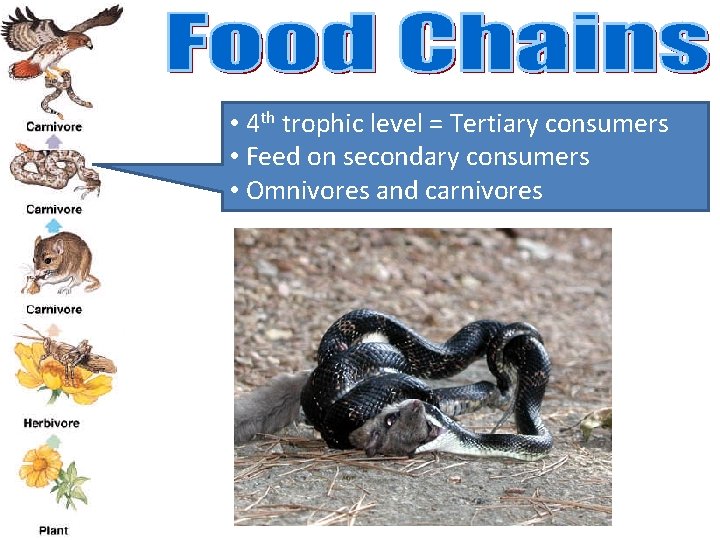  • 4 th trophic level = Tertiary consumers • Feed on secondary consumers