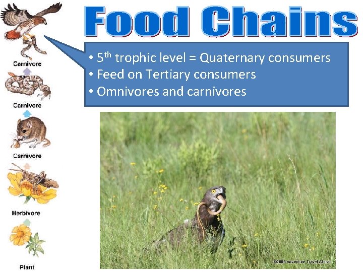  • 5 th trophic level = Quaternary consumers • Feed on Tertiary consumers