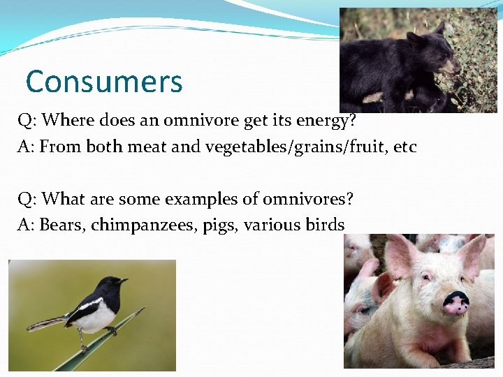 Consumers Q: Where does an omnivore get its energy? A: From both meat and