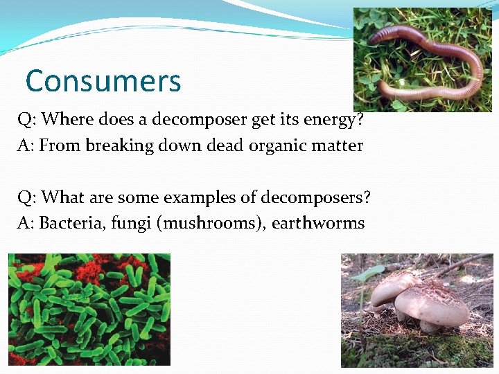 Consumers Q: Where does a decomposer get its energy? A: From breaking down dead