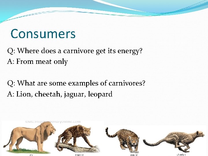 Consumers Q: Where does a carnivore get its energy? A: From meat only Q:
