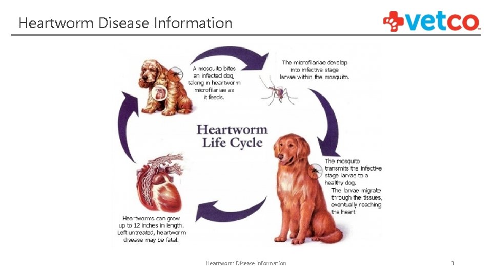 Heartworm Disease Information 3 