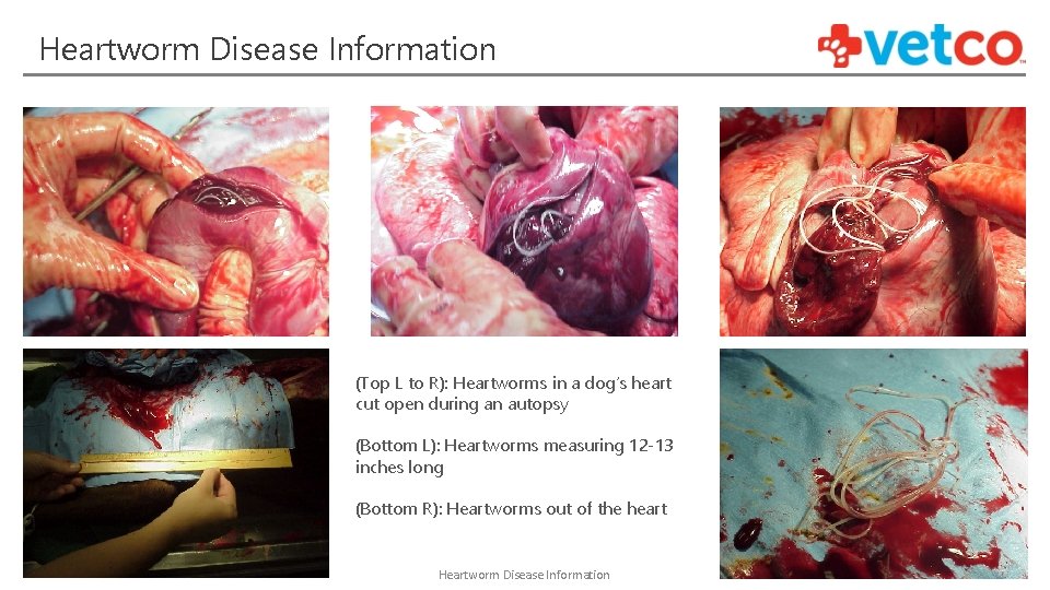 Heartworm Disease Information (Top L to R): Heartworms in a dog’s heart cut open