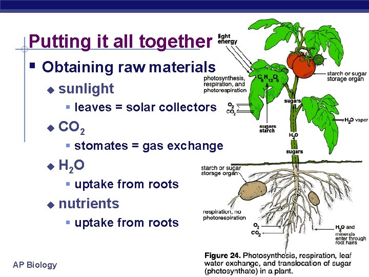 Putting it all together § Obtaining raw materials u sunlight § leaves = solar