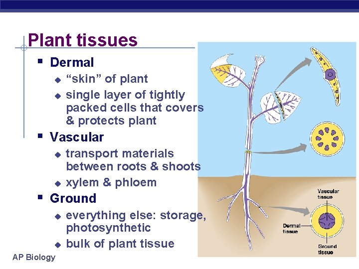 Plant tissues § Dermal u u “skin” of plant single layer of tightly packed