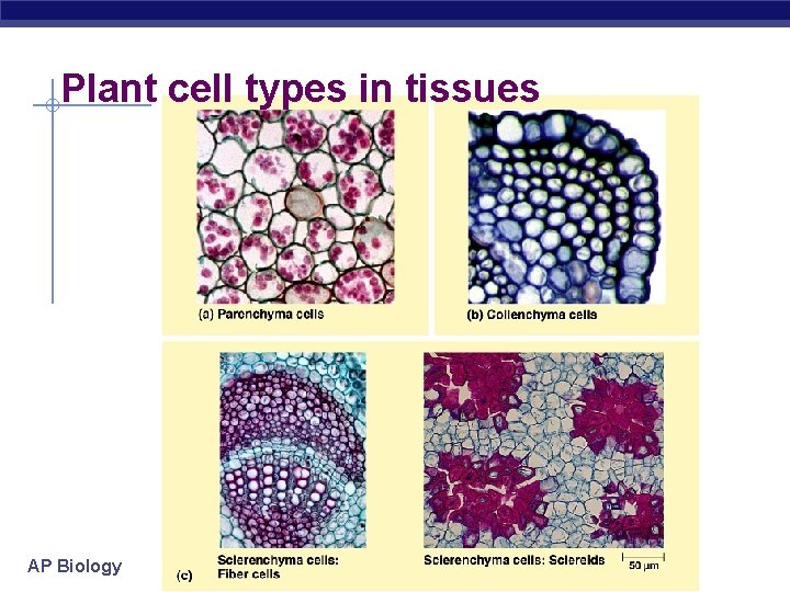 Plant cell types in tissues AP Biology 