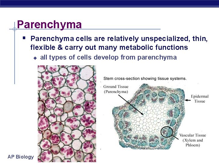 Parenchyma § Parenchyma cells are relatively unspecialized, thin, flexible & carry out many metabolic