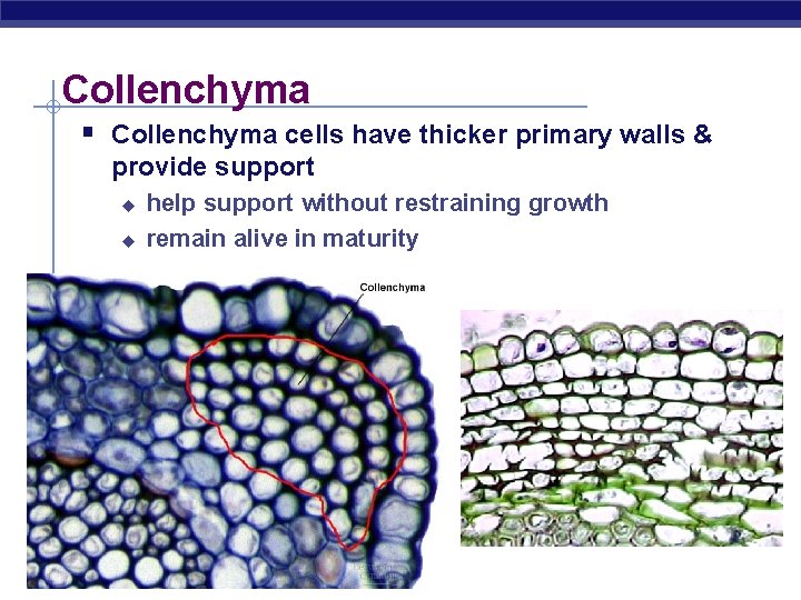 Collenchyma § Collenchyma cells have thicker primary walls & provide support u u AP