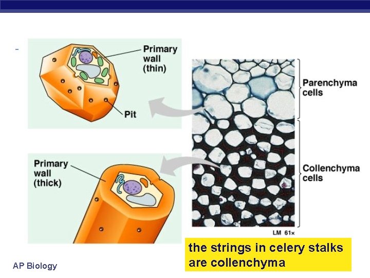 AP Biology the strings in celery stalks are collenchyma 