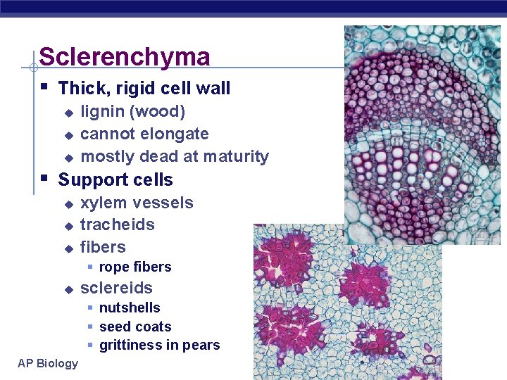 Sclerenchyma § Thick, rigid cell wall u u u lignin (wood) cannot elongate mostly