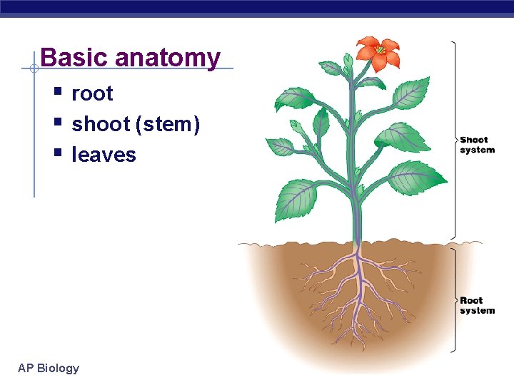 Basic anatomy § root § shoot (stem) § leaves AP Biology 