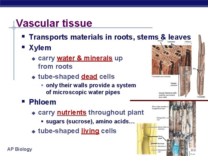 Vascular tissue § Transports materials in roots, stems & leaves § Xylem u u