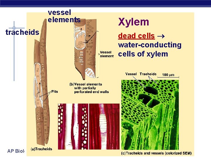 vessel elements tracheids AP Biology Xylem dead cells water-conducting cells of xylem 