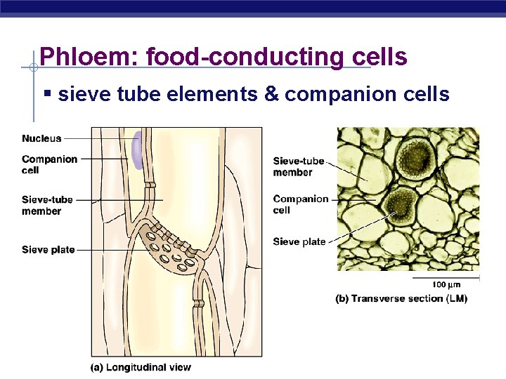 Phloem: food-conducting cells § sieve tube elements & companion cells AP Biology 