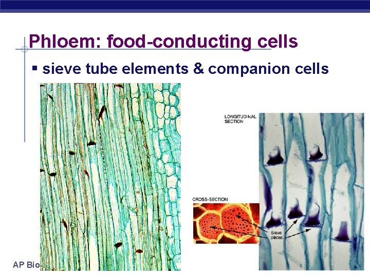 Phloem: food-conducting cells § sieve tube elements & companion cells AP Biology 