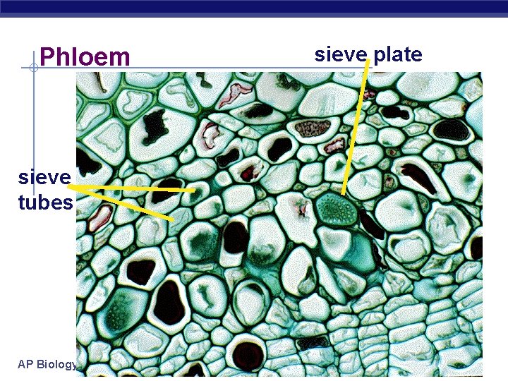 Phloem sieve tubes AP Biology sieve plate 