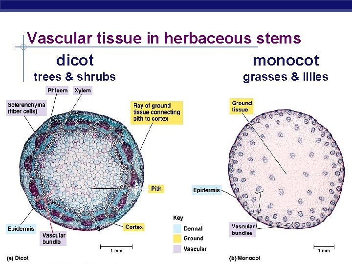 Vascular tissue in herbaceous stems dicot monocot trees & shrubs AP Biology grasses &