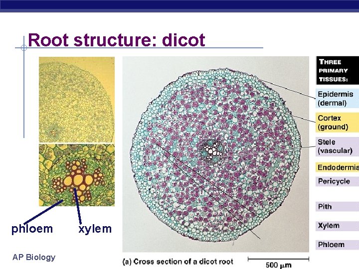 Root structure: dicot phloem AP Biology xylem 