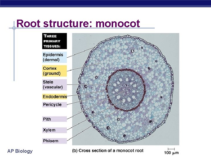 Root structure: monocot AP Biology 