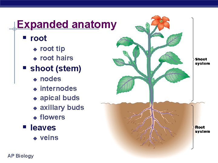 Expanded anatomy § root u u root tip root hairs § shoot (stem) u