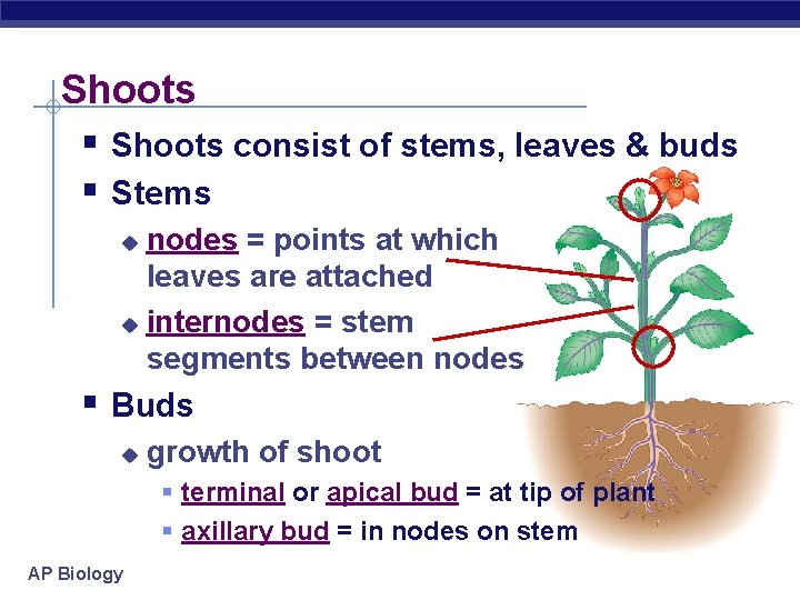 Shoots § Shoots consist of stems, leaves & buds § Stems nodes = points