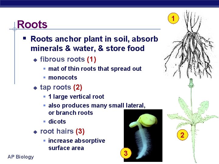 1 Roots § Roots anchor plant in soil, absorb minerals & water, & store