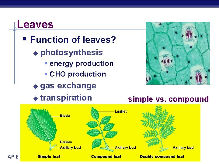 Leaves § Function of leaves? u photosynthesis § energy production § CHO production gas