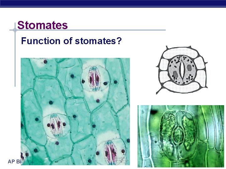 Stomates Function of stomates? AP Biology 