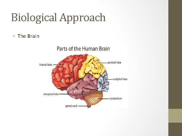 Biological Approach • The Brain 