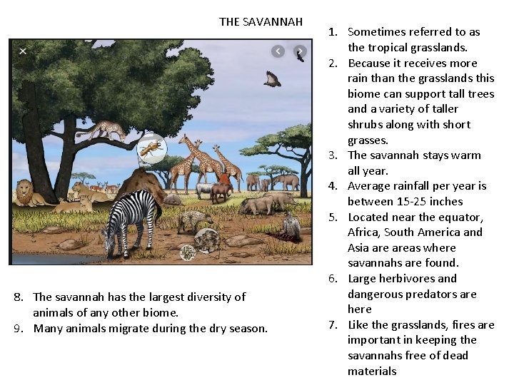 THE SAVANNAH 8. The savannah has the largest diversity of animals of any other