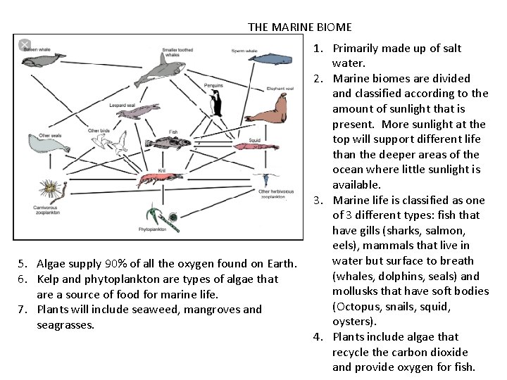 THE MARINE BIOME 5. Algae supply 90% of all the oxygen found on Earth.