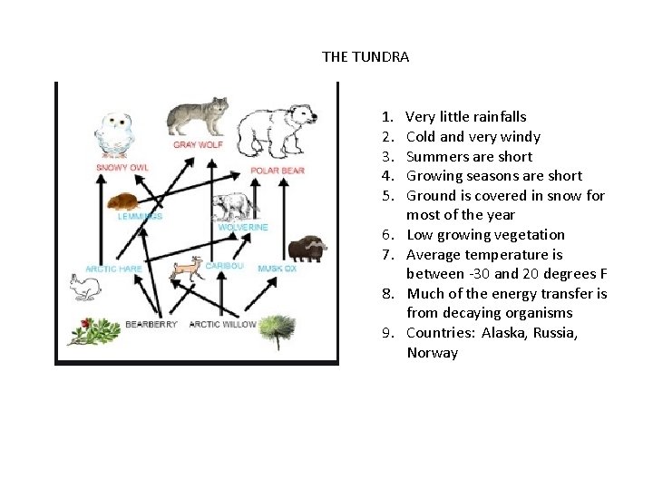 THE TUNDRA 1. 2. 3. 4. 5. 6. 7. 8. 9. Very little rainfalls