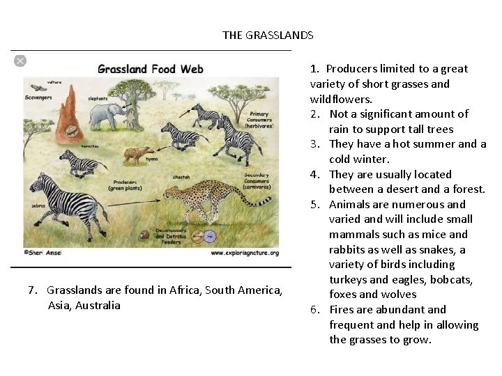 THE GRASSLANDS 7. Grasslands are found in Africa, South America, Asia, Australia 1. Producers