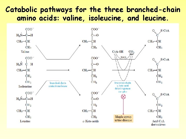 Catabolic pathways for the three branched-chain amino acids: valine, isoleucine, and leucine. 