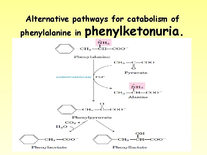 Alternative pathways for catabolism of phenylalanine in phenylketonuria. 