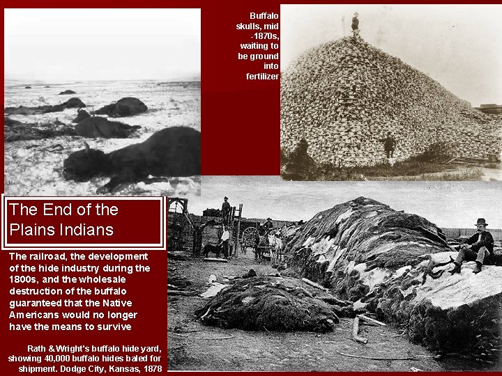 Buffalo skulls, mid -1870 s, waiting to be ground into fertilizer The End of