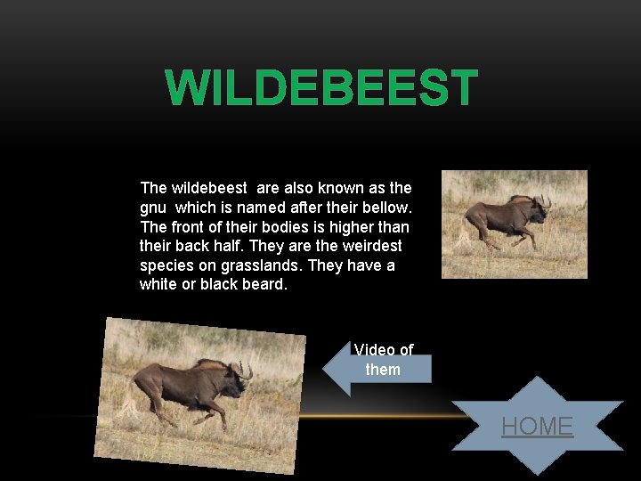 WILDEBEEST The wildebeest are also known as the gnu which is named after their