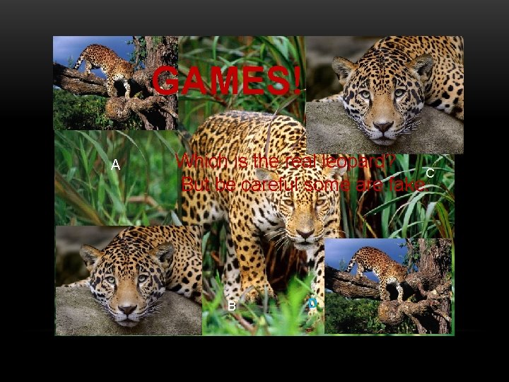 GAMES!!! A Which is the real leopard? C But be careful some are fake.