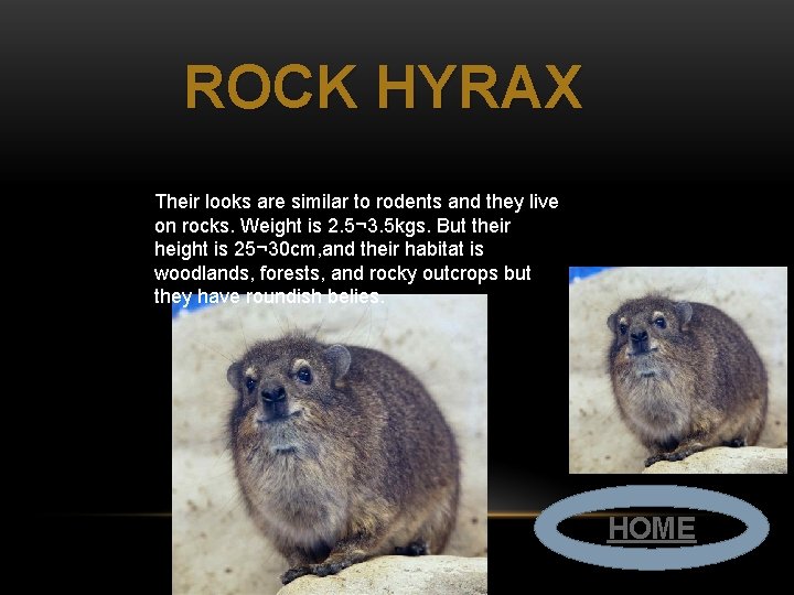 ROCK HYRAX Their looks are similar to rodents and they live on rocks. Weight