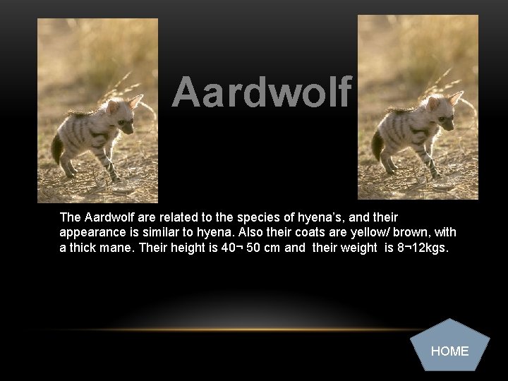 Aardwolf The Aardwolf are related to the species of hyena’s, and their appearance is