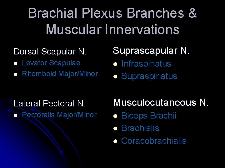 Brachial Plexus Branches & Muscular Innervations Dorsal Scapular N. l l Levator Scapulae Rhomboid