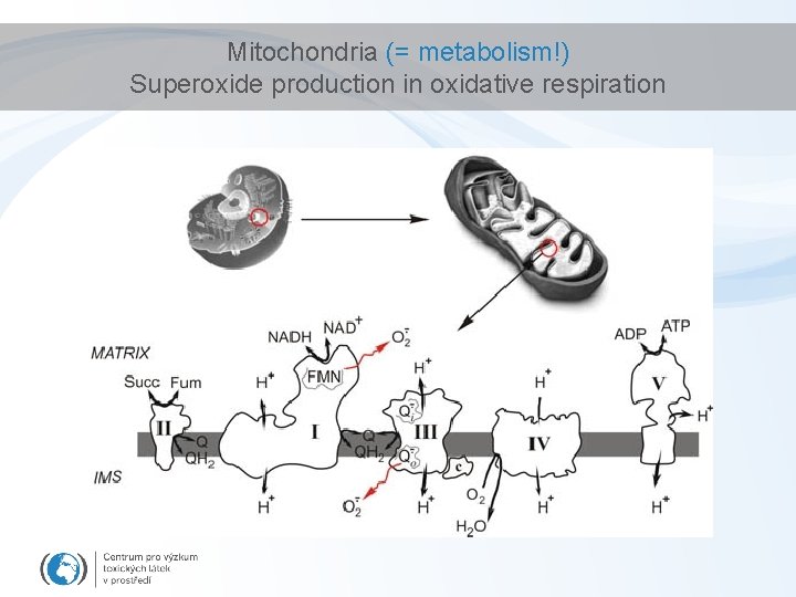Mitochondria (= metabolism!) Superoxide production in oxidative respiration 