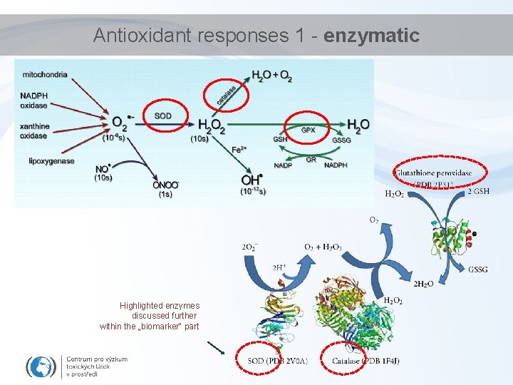 Antioxidant responses 1 - enzymatic Highlighted enzymes discussed further within the „biomarker“ part 
