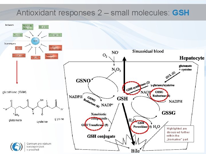 Antioxidant responses 2 – small molecules: GSH Highlighted are discussed further within the „biomarker“