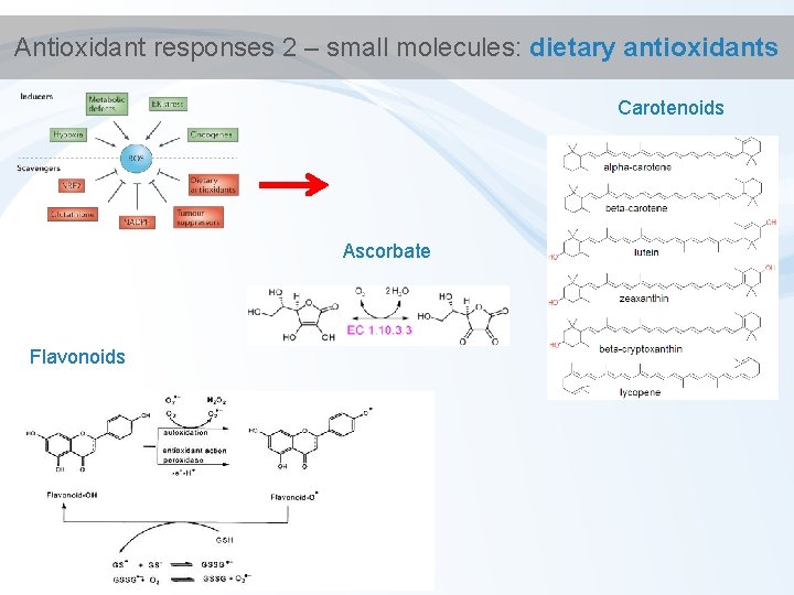 Antioxidant responses 2 – small molecules: dietary antioxidants Carotenoids Ascorbate Flavonoids 