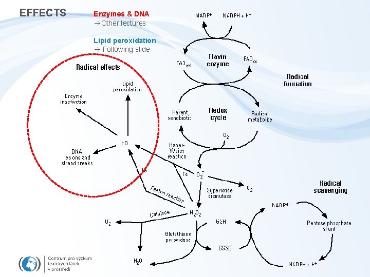 EFFECTS Enzymes & DNA Other lectures Lipid peroxidation Following slide 
